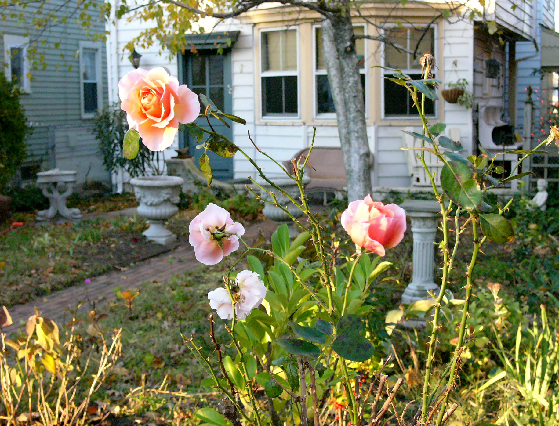 the last rose of summer