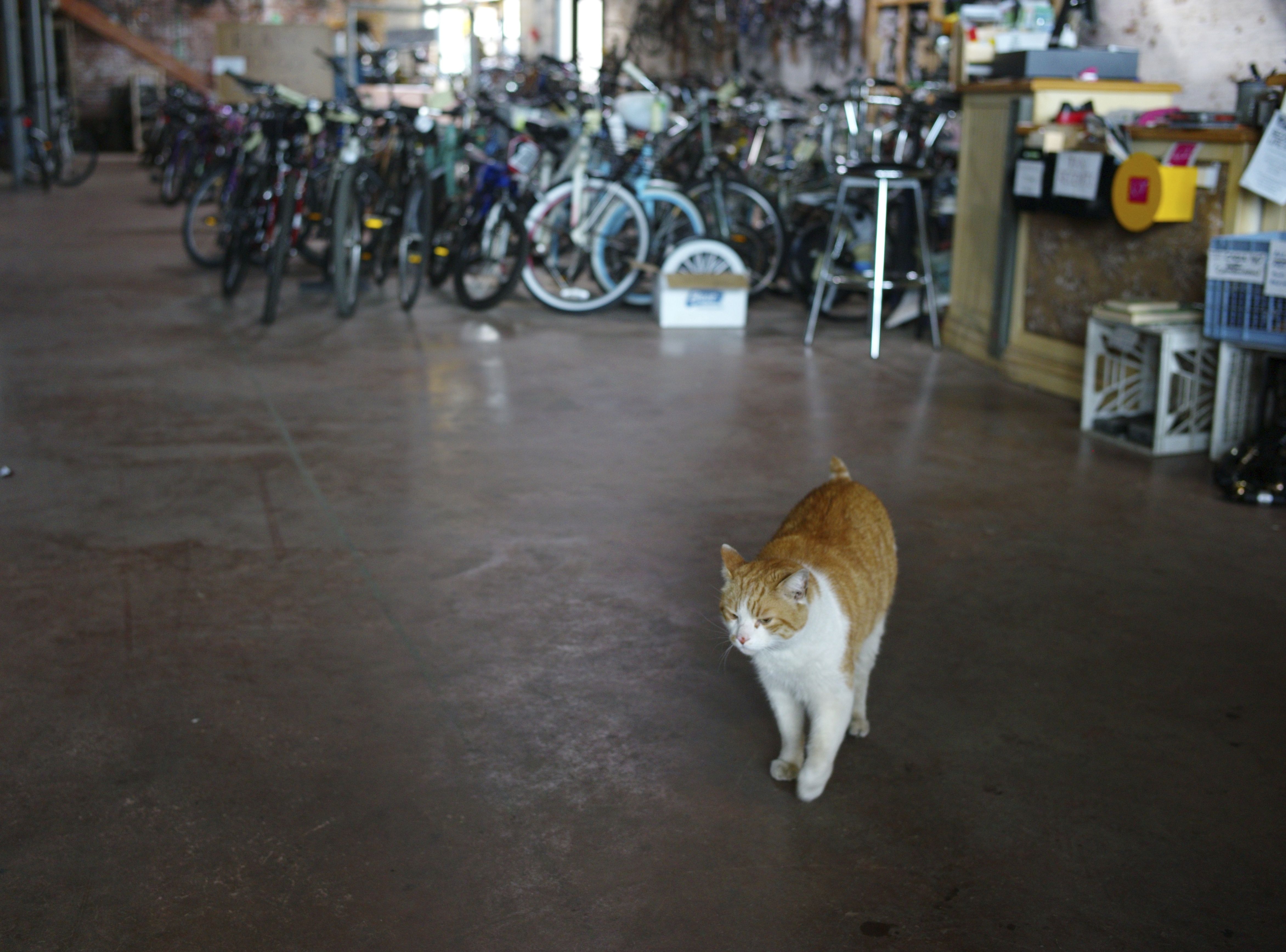 Modern OG history—2014 The Asbury Bike connection “Second Life Bikes.” M