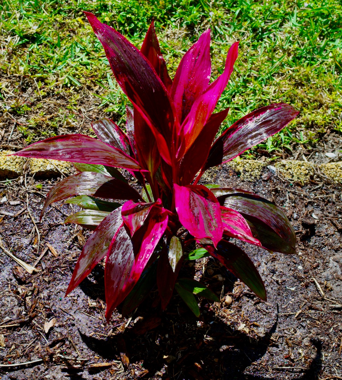 Edison Garden Festival