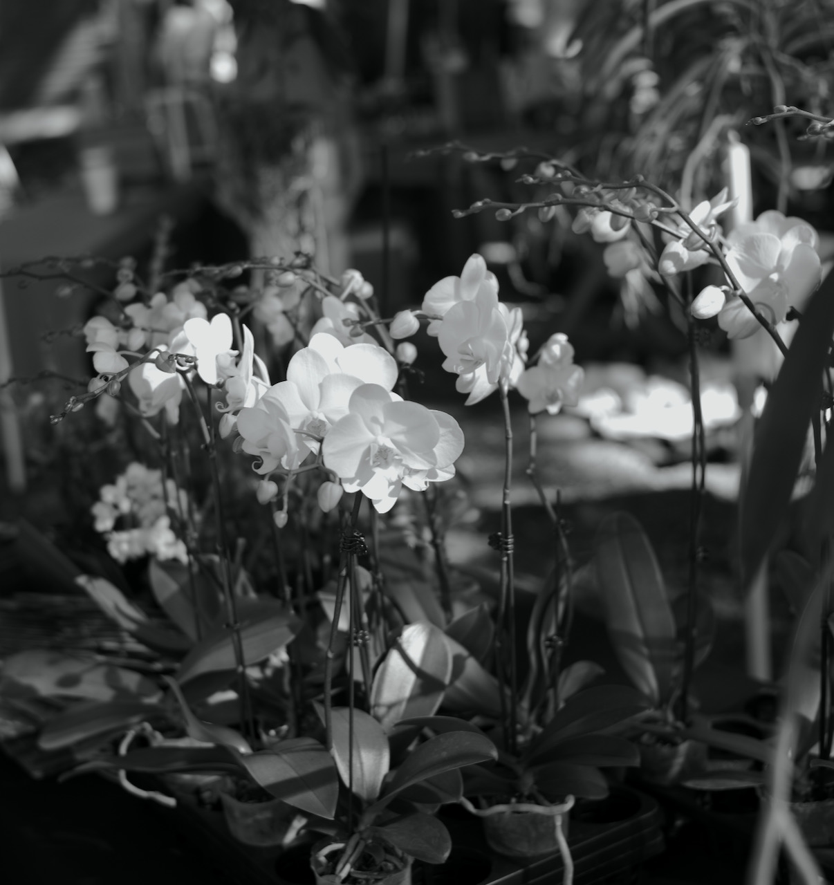 Photos at the Edison Estate grand plant sale… M