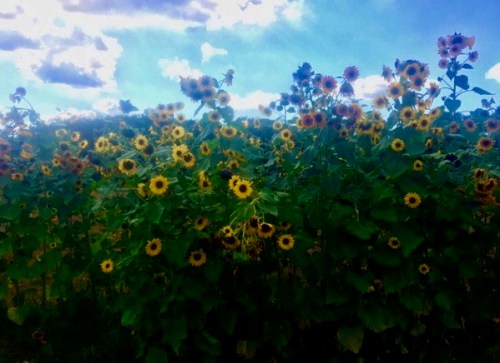 Sunflowers In Bloom Currently Blooming At Delicious Orchards 8 31 26 sunflowers-in-bloom-currently-blooming-at-delicious-orchards-8-31-26