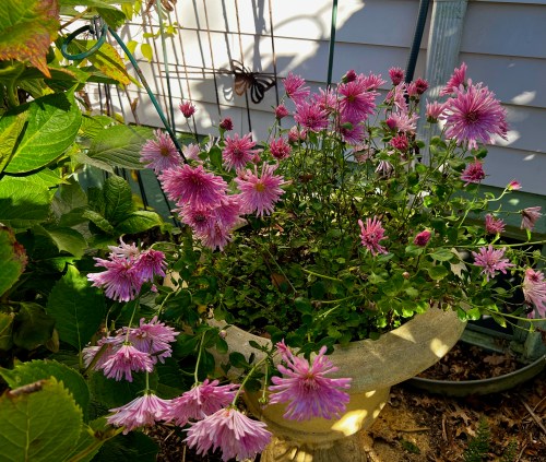 Mums the word: Autumn garden in the Grove. | Blogfinger